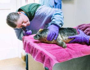 https://www.marinemammalcenter.org/news/adaptations-of-the-deep-seal-whiskers-and-eyes